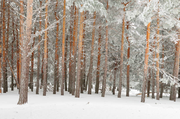 istock Beautiful winter landscape with snow covered trees 1330966713