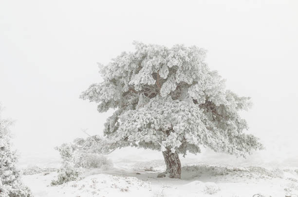 istock Beautiful winter landscape with snow covered trees 1330966721