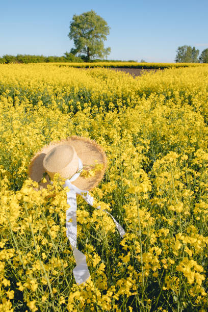 istock straw hat in rapeseed field summer is coming 1330967663