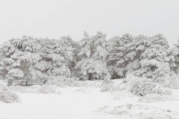istock Beautiful winter landscape with snow covered trees 1330967993