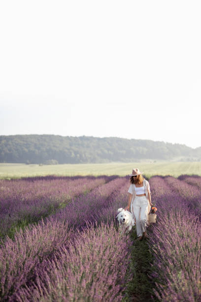 istock Woman walking with pet on lavender field 1330968666