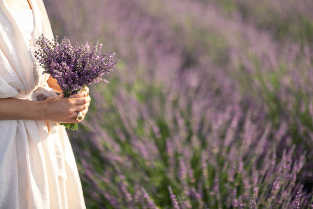 istock Bouquet in hand on blooming lavender field 1330969275