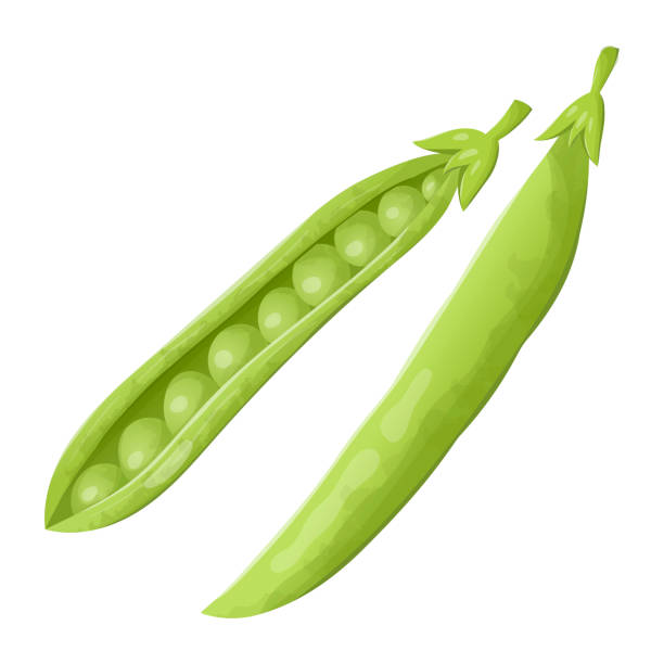 vektordarstellung einer schote frischer grüner erbsen. gesunde bio-lebensmittel mit natürlichem gemüse. - green pea pea pod sweet food freshness stock-grafiken, -clipart, -cartoons und -symbole