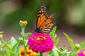 istock Closeup of a monarch butterfly pollinating a bright pink zinnia flower - Michigan 1330974461