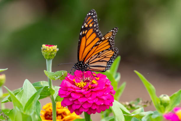 Closeup of a monarch butterfly pollinating a bright pink zinnia flower - Michigan Closeup of a monarch butterfly pollinating a bright pink zinnia flower - Michigan monarch butterfly stock pictures, royalty-free photos & images
