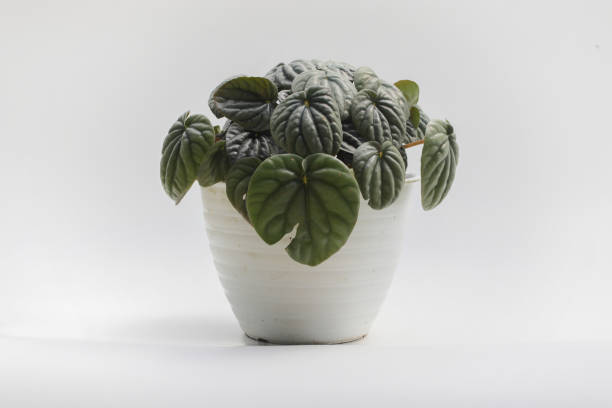 istock Peperomia caperata with dark green leaves on white pot isolated on white background. Minimalist houseplant for home decor stock images. 1330974729