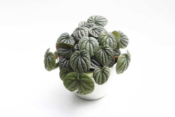 istock Peperomia caperata with dark green leaves on white pot isolated on white background. Minimalist houseplant for home decor stock images. 1330975308