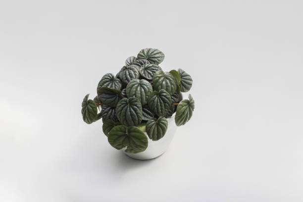 istock Peperomia caperata with dark green leaves on white pot isolated on white background. Minimalist houseplant for home decor stock images. 1330976338