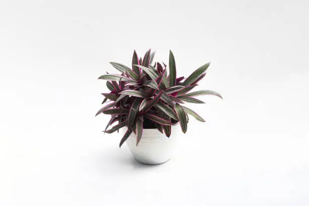 Tradescantia spathacea (Moses in the Cradle) with Dark-green, lance-shaped leaves and purplish-red undersides isolated on white background. Beautiful houseplant stock images.
