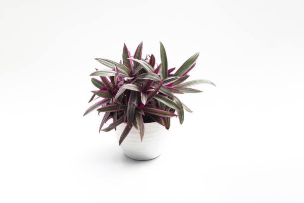 istock Tradescantia spathacea (Moses in the Cradle) with Dark-green, lance-shaped leaves and purplish-red undersides isolated on white background. Beautiful houseplant stock images. 1330977166