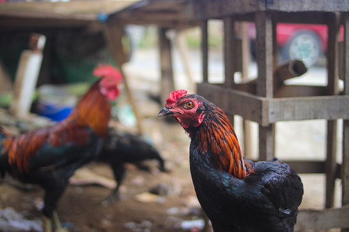 Pelung Chicken or Ayam Pelung (Pelung longcrower) is a poultry breed from Cianjur West Java, Indonesia.