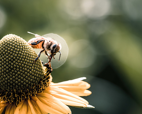 western honey bee on a flower