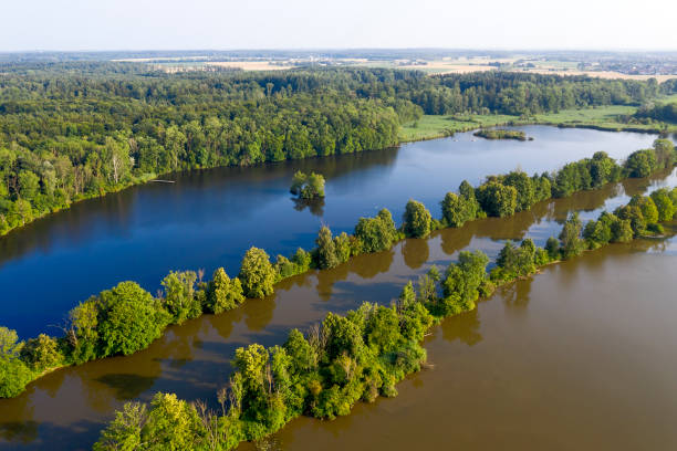 Free picture: Flood in green forest majestic woodland landscape
