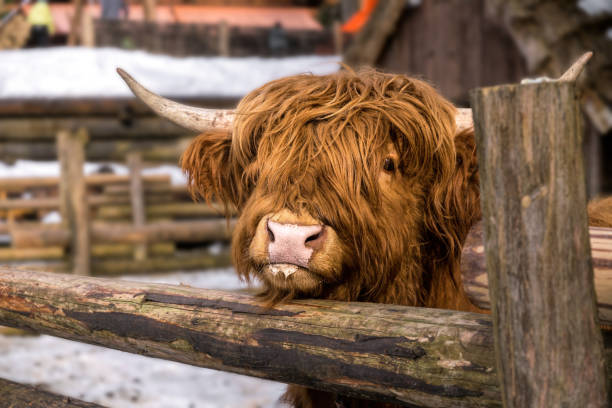 istock Highland Scottish Cow in a Cattle Corral 1330978405