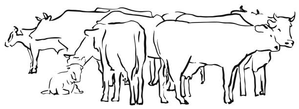Sketch herd of cows on meadow Sketch herd of cows on meadow line hand drawn vector illustration herd of cows stock illustrations
