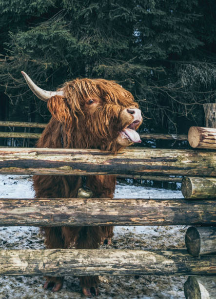 istock Highland Scottish Cow in a Cattle Corral 1330978458