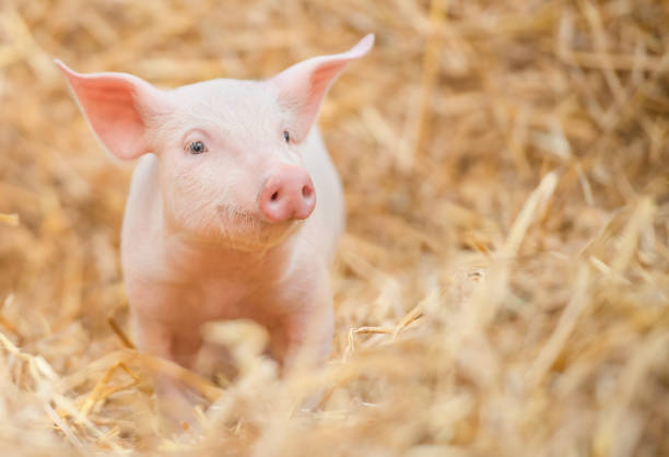 newborn pig in the hay and straw. - biologic imagens e fotografias de stock