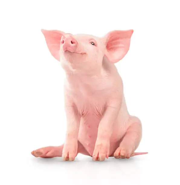 Photo of Happy young pig isolated on white background. Funny animals emotions.