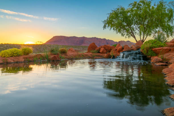 пустынный оазис закат - plant sunset utah canyon стоковые фото и изображения