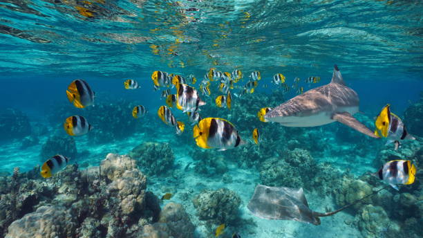 Tropical fish shark and stingray Pacific ocean