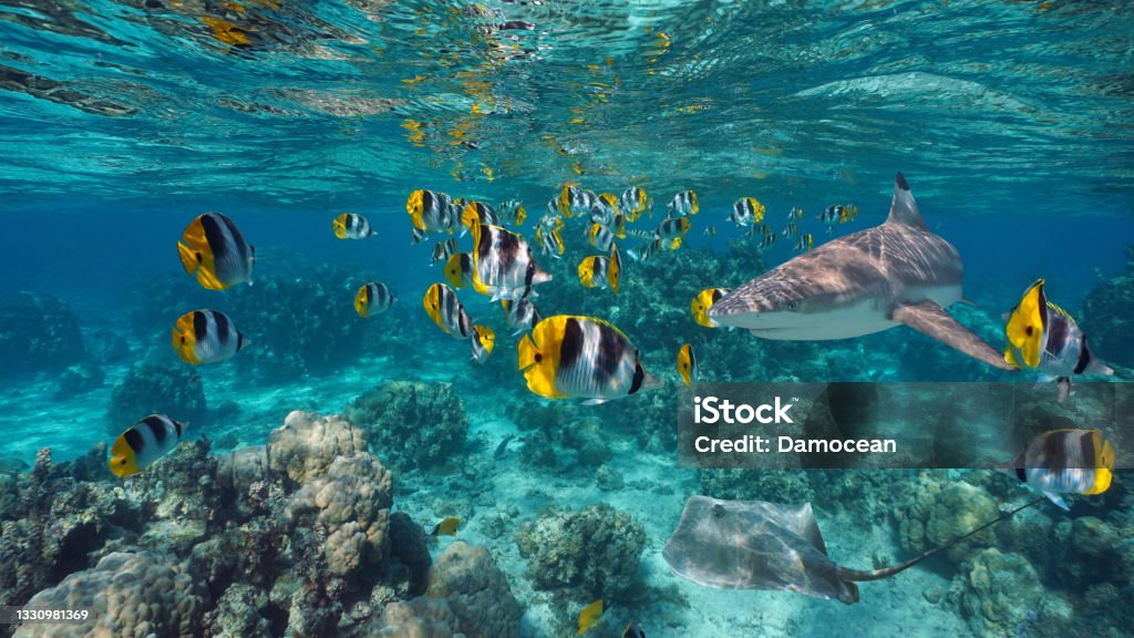 Tropical fish shark and stingray Pacific ocean Shoal of colorful tropical fish with a shark and a stingray underwater, Pacific ocean, French Polynesia Sea Life Stock Photo