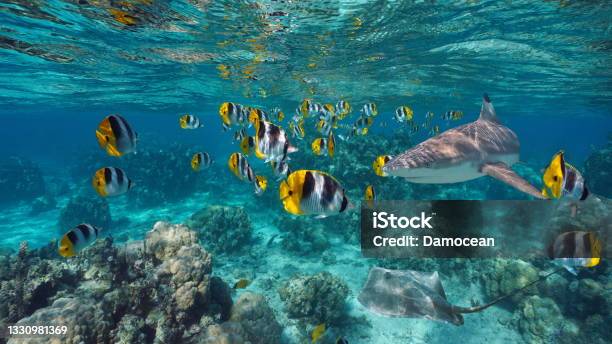 Tropical Fish Shark And Stingray Pacific Ocean Stock Photo - Download Image Now - Sea Life, Tahiti, Tropical Fish