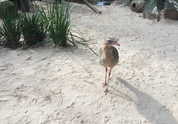 Zoom on a Bird on the ground