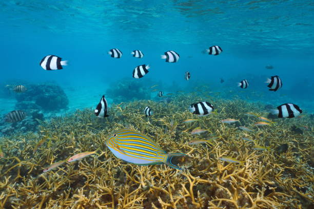 istock Tropical fish and coral reef French Polynesia 1330982065