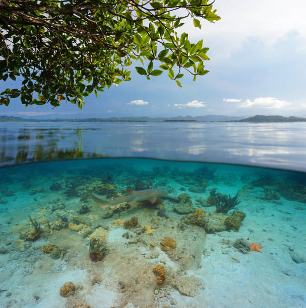 istock Tropical seascape over under water Central America 1330982226