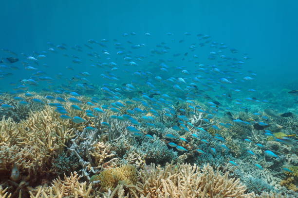 Underwater coral reef with a school of fish, New Caledonia, south Pacific ocean Underwater coral reef with a school of fish (damselfish Chromis viridis), lagoon of Grand-Terre island, New Caledonia, south Pacific ocean, Oceania chromis stock pictures, royalty-free photos & images