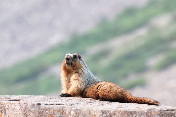 This Hoary Marmot (Marmota caligata) is sunning on a rock in the Paradise Meadows at Mount Rainier National Park, Washington State, USA.
