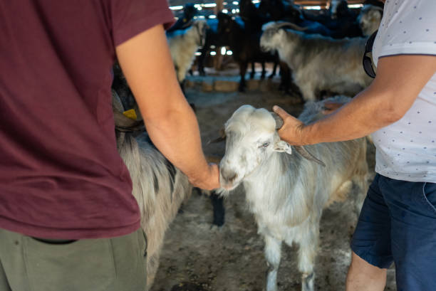 zwei türkische männer wählen ziege für das opferfest - livestock market stock-fotos und bilder