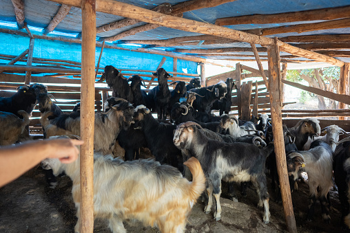 People buy goats for the feast from the sacrifice market