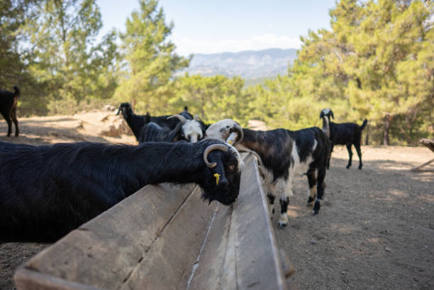 istock Goats is feeding mountain on a farm 1330983474