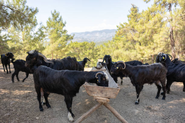 Goats is feeding mountain on a farm