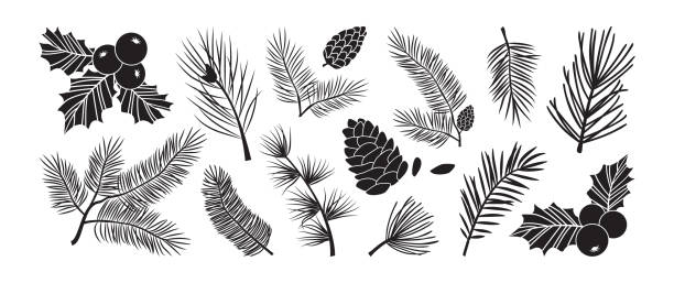 weihnachtsbaum vektorzweige, tannen- und tannenzapfen, immergrünes set, stechpalmenbeeren-ikone, weihnachtsdekoration, schwarze wintersymbole. naturillustration - immergrüne pflanze stock-grafiken, -clipart, -cartoons und -symbole