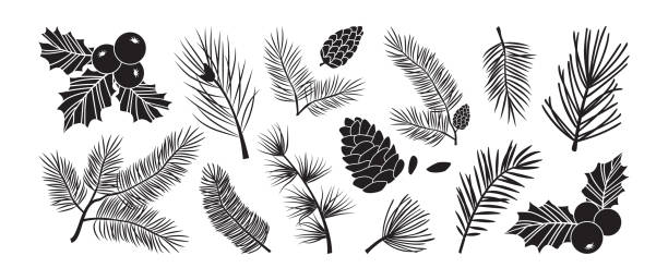 Christmas tree vector branches, fir and pine cones, evergreen set, holly berry icon, holiday decoration, black winter symbols. Nature illustration Christmas tree vector branches, fir and pine cones, evergreen set, holly berry icon, holiday decoration, black winter symbols isolated on white background. Nature illustration pinecone stock illustrations