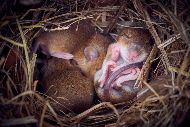 istock Baby mice sleeping in nest in funny position 1330986190