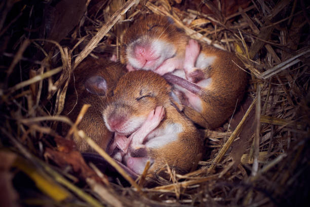 istock Baby mice sleeping in nest in funny position 1330986199