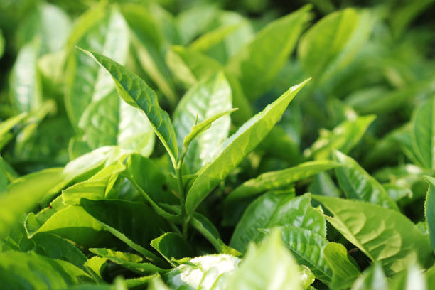 hojas de árbol de té para el fondo - te verde fotografías e imágenes de stock