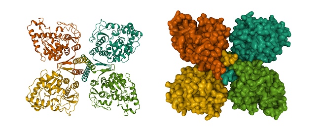 Phenylalanine hydroxylase (PAH) (EC 1.14.16.1) is an enzyme that catalyzes the hydroxylation of the aromatic side-chain of phenylalanine to generate tyrosine. 3D cartoon and Gaussian surface models, chain id color scheme, based on PDB 2pah, white background.