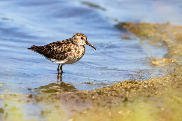 istock Least Sandpiper Enjoying a Summer Day 1330989408