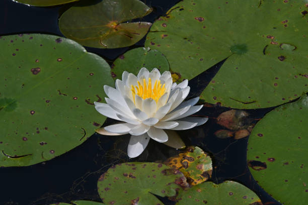 istock Water lily and pads in midsummer 1330991207