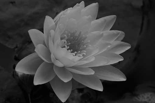 Close-up of water lily in black and white