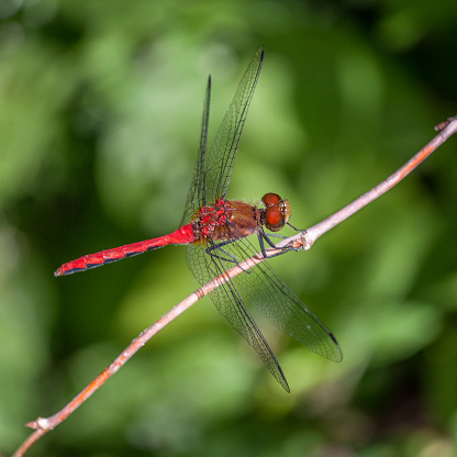 A scout sympetrum in the boreal forest.