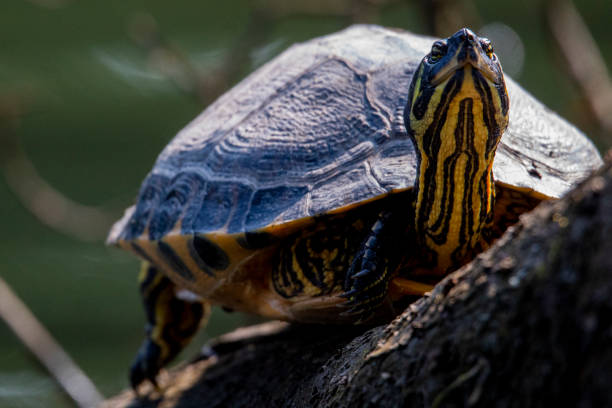 istock Yellow Bellied Slider 1330992166
