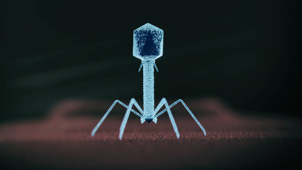 terapia con fagos - bacteriófago fotografías e imágenes de stock