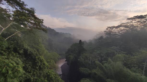 istock a tropical rain forest with a big river 1330996312
