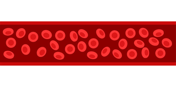 erythrozyten im blutgefäß - blood cell formation stock-grafiken, -clipart, -cartoons und -symbole