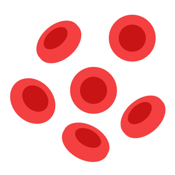 erythrocytes in blood vessel Human blood cells structure under microscope. Erythrocytes icons in vein. Human blood vessel concept. Microbiology test in laboratory. Isolated medical flat vector illustration for clinic or hospital. Red Blood Cell stock illustrations